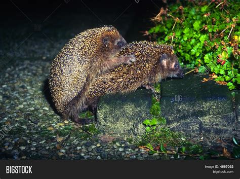 mating mariela|Mariela A . Oviedo